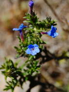 Plancia ëd Glandora prostrata (Loisel.) D. C. Thomas