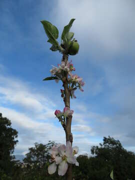 Image of paradise apple