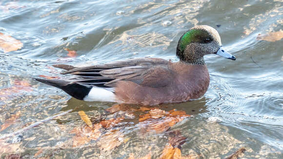 Image of American Wigeon