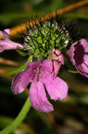 Image of glossy scabious