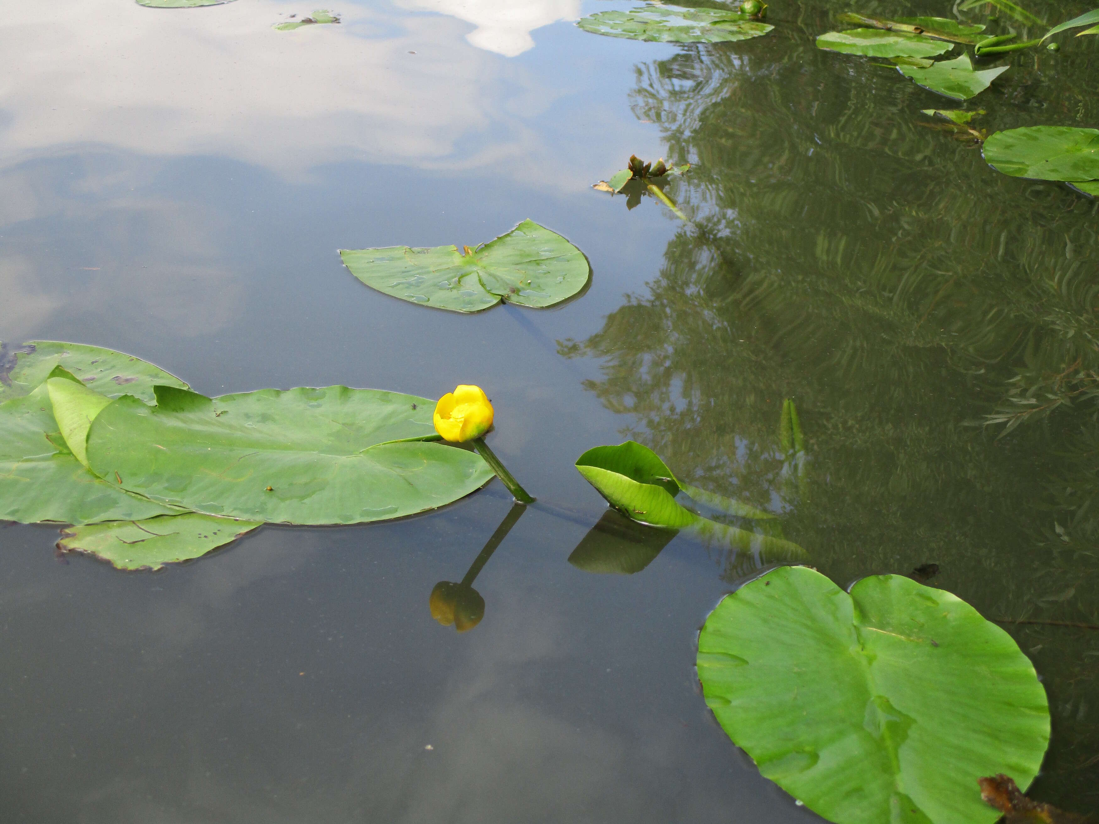 Image of Yellow Water-lily