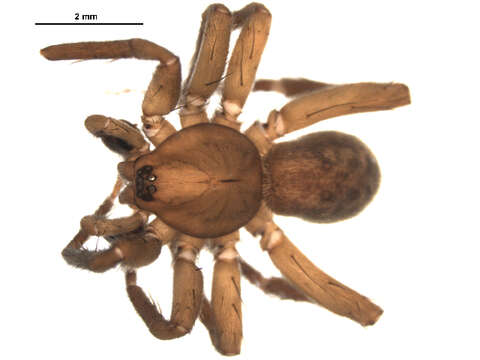 Image of Liocranid Sac Spider