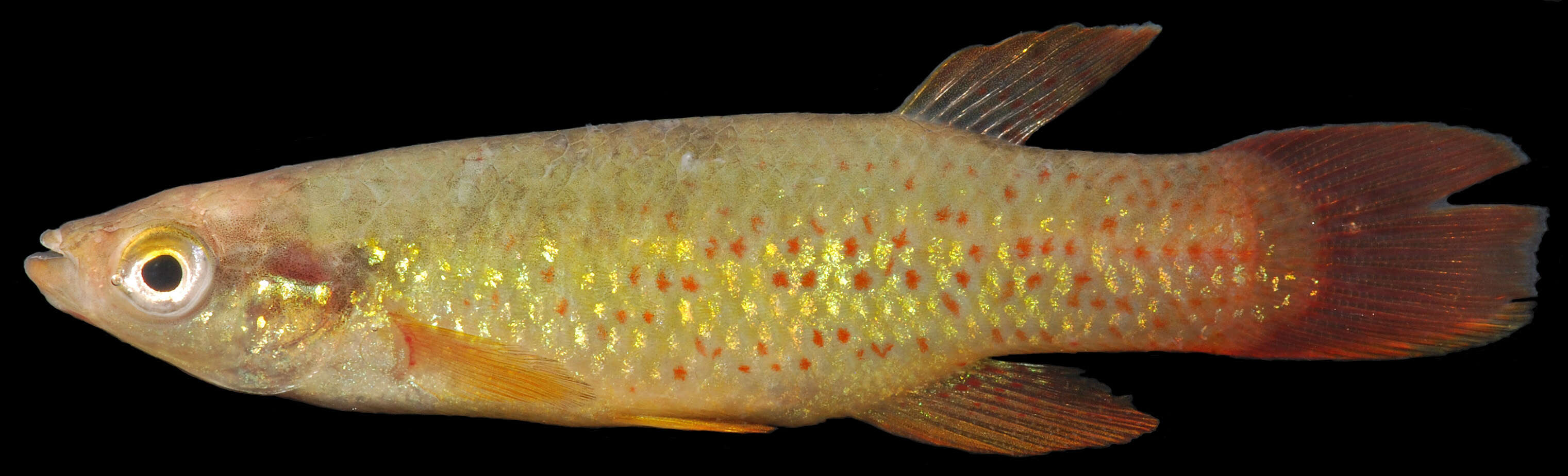 Image of Golden Topminnow