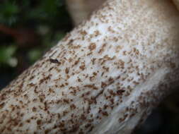 Image of Leccinum manzanitae Thiers 1971