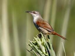 Image of Straight-billed Reedhaunter