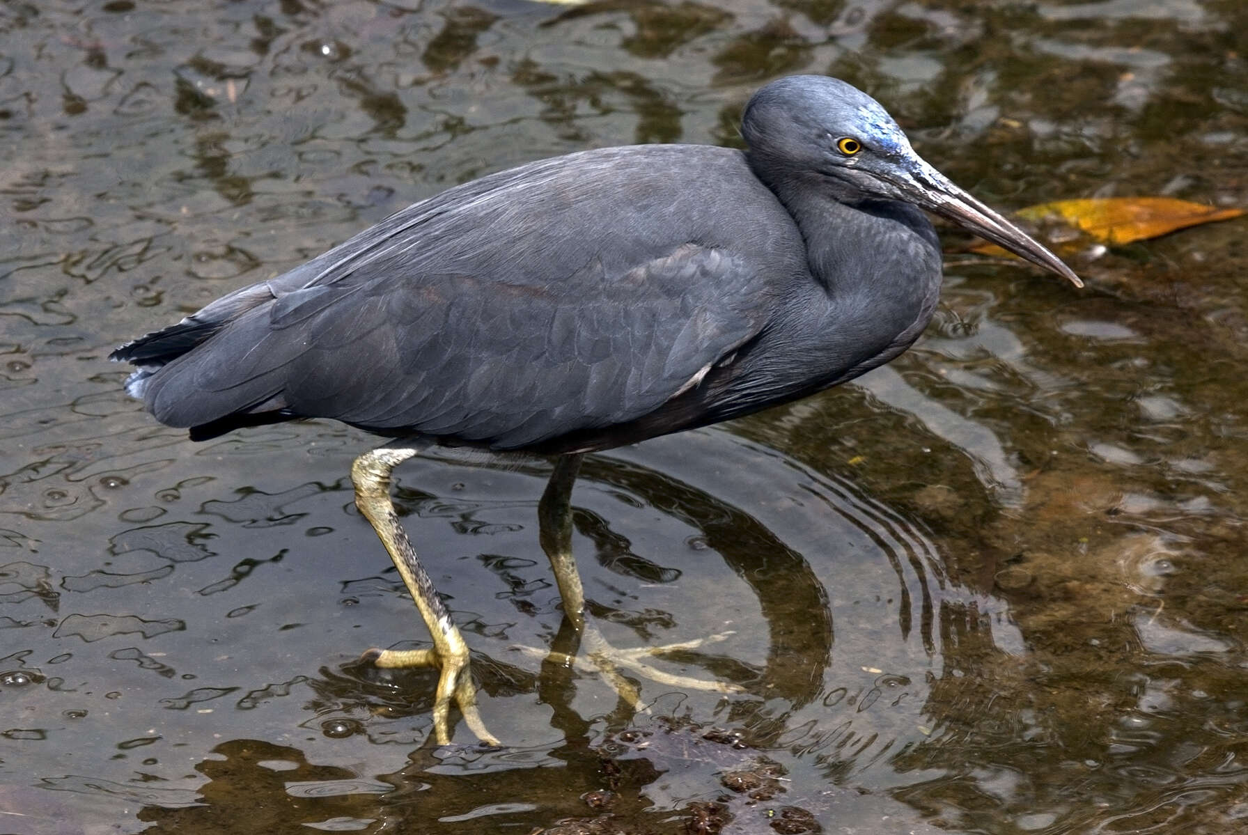 Image de Aigrette sacrée