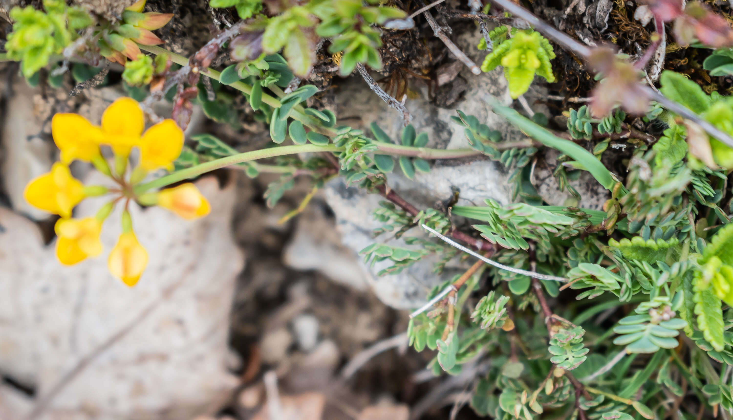 Image of Coronilla minima L.