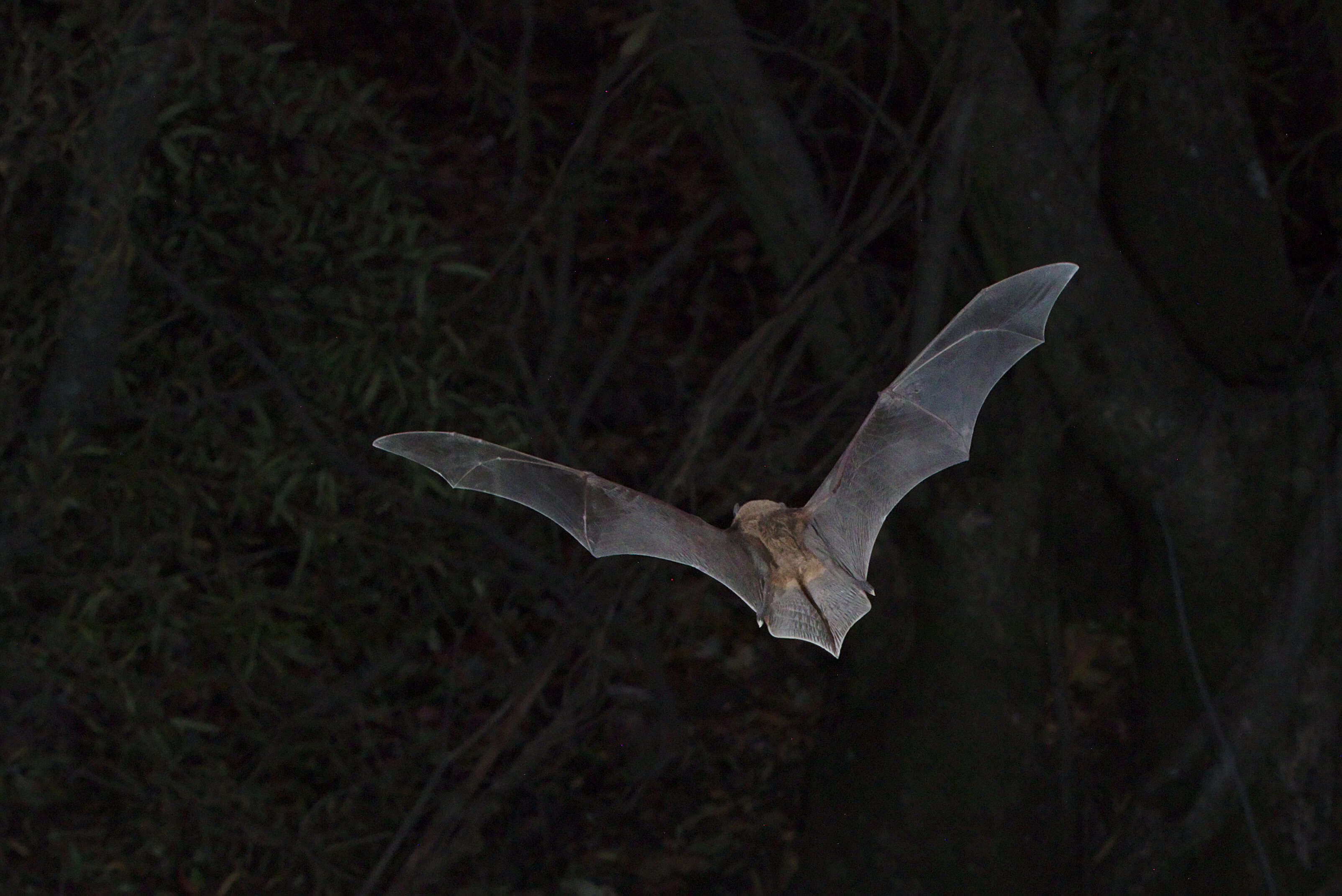 Image of Natal Long-fingered Bat