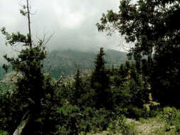 صورة Juniperus excelsa subsp. polycarpos (K. Koch) Takht.