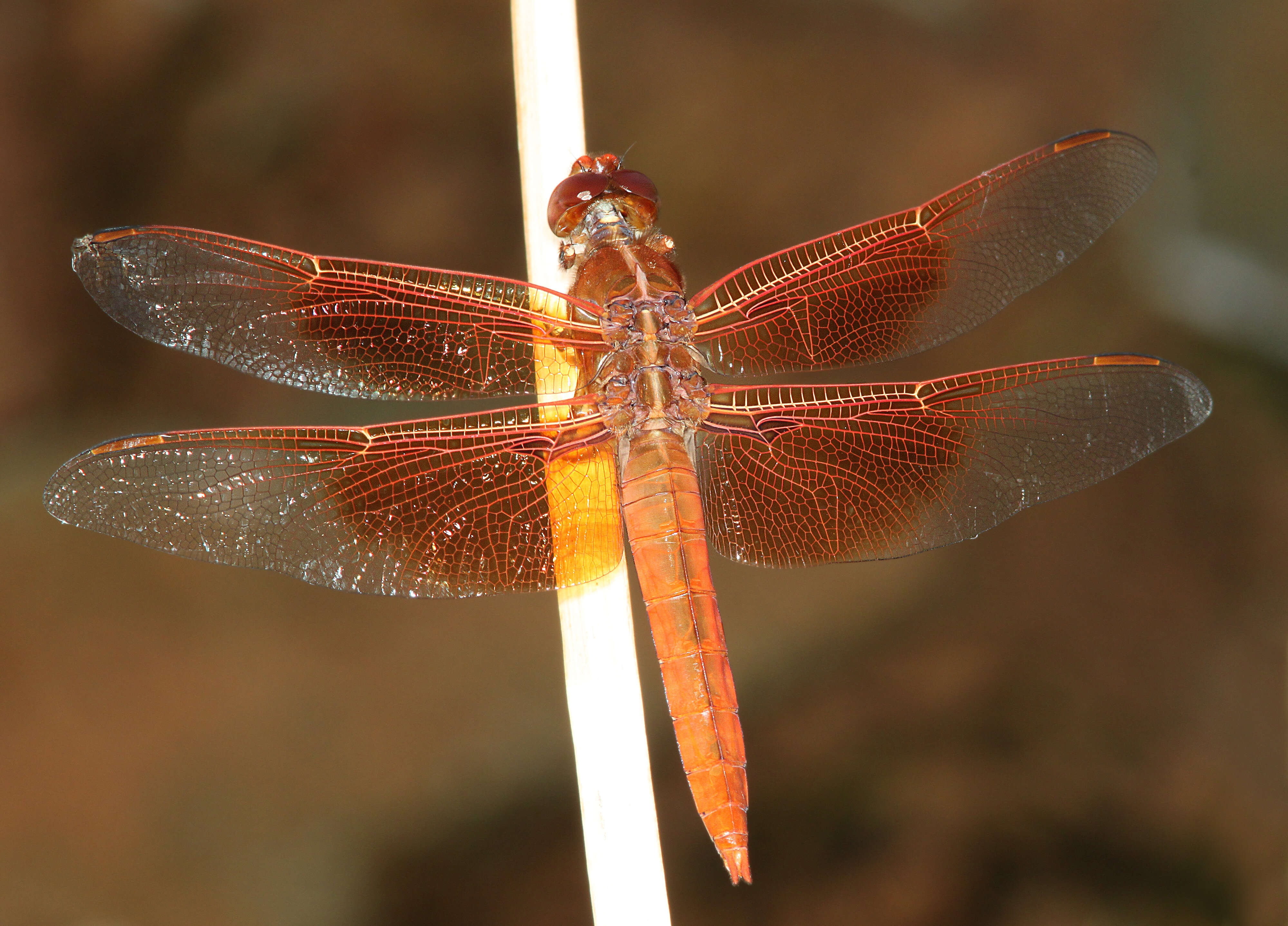 Image of Flame Skimmer