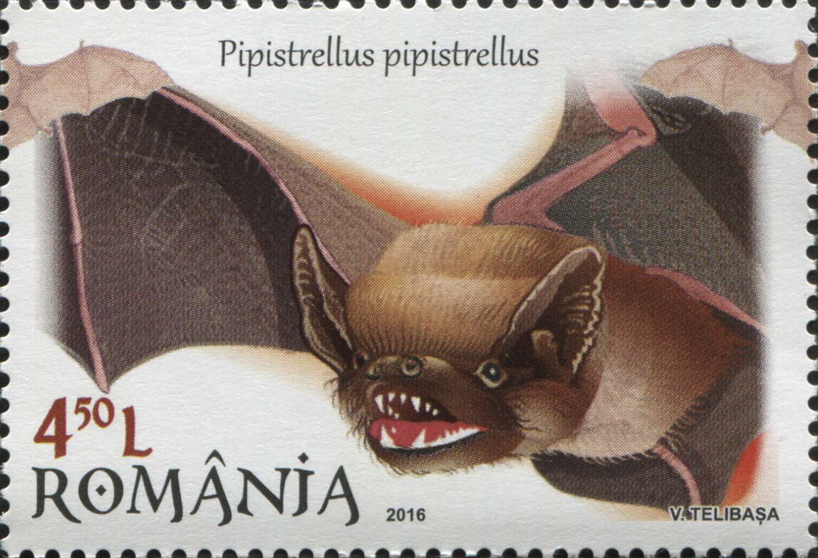 Image of pipistrelle, common pipistrelle