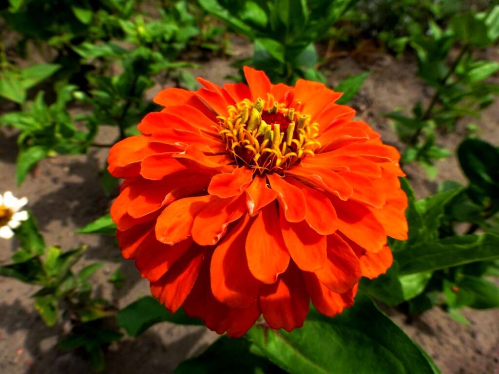 Imagem de Zinnia elegans Jacq.