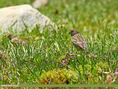 Image of Fire-fronted Serin