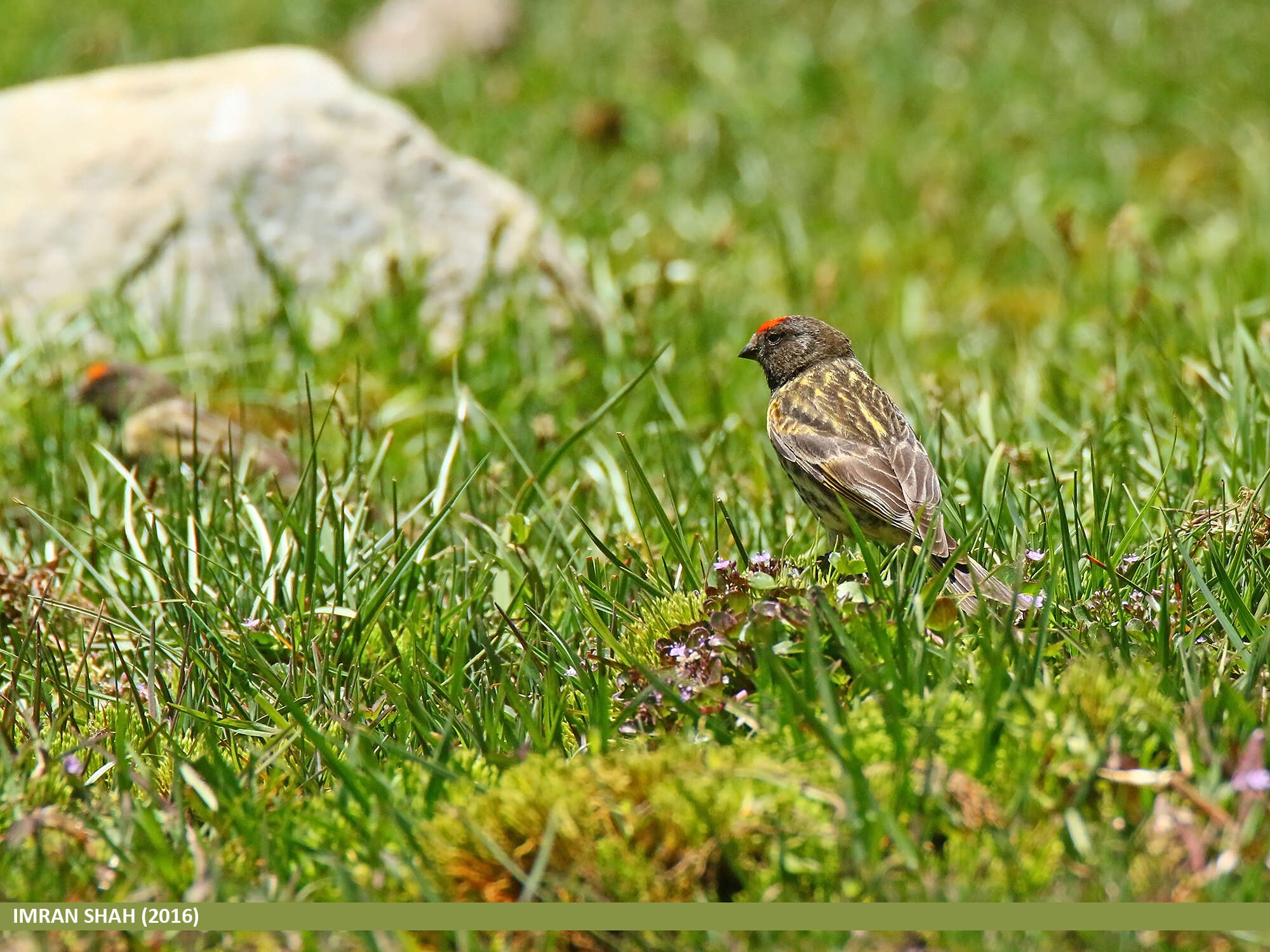 Image of Fire-fronted Serin