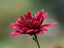 Image of florist's daisy