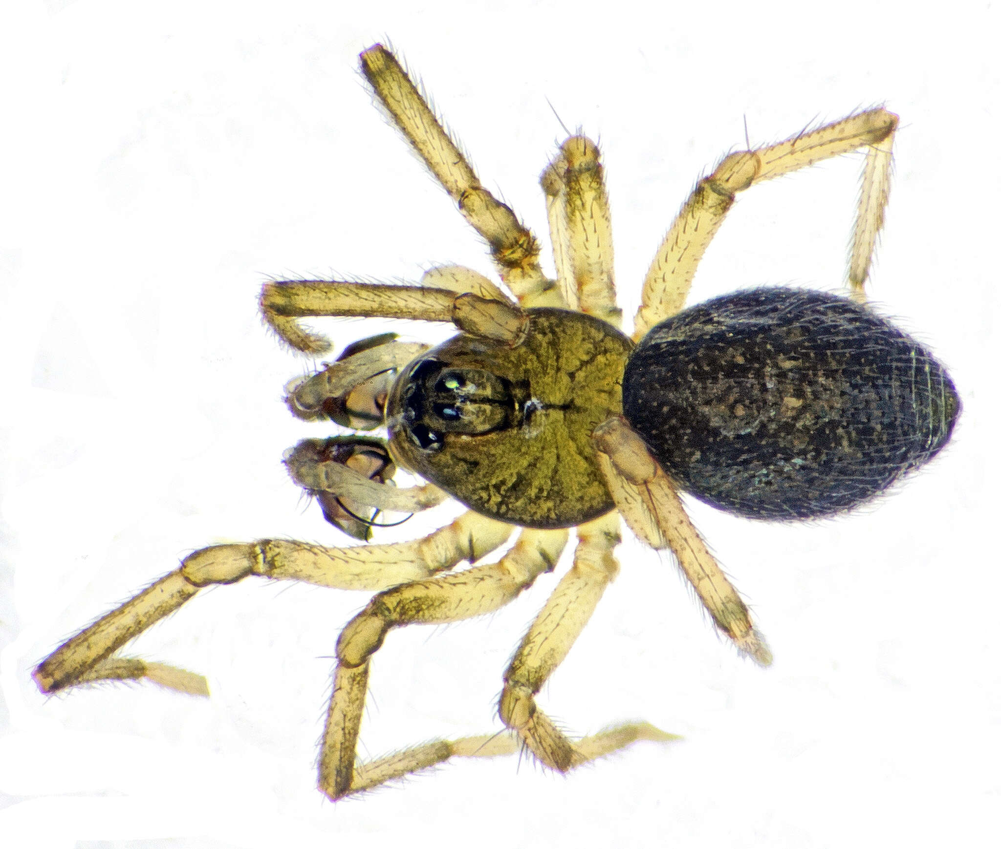 Image of Pocadicnemis pumila (Blackwall 1841)