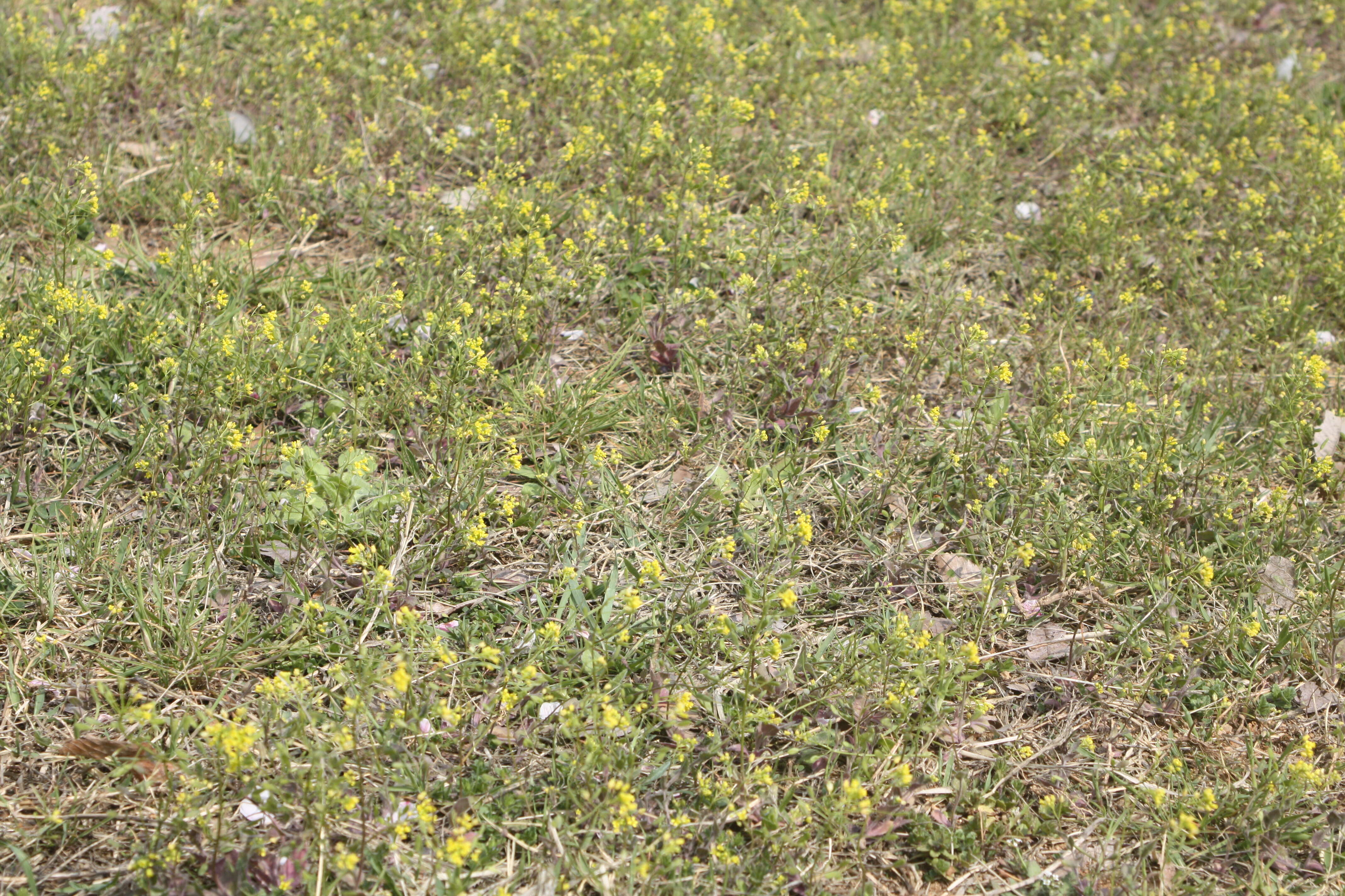 Image of woodland draba