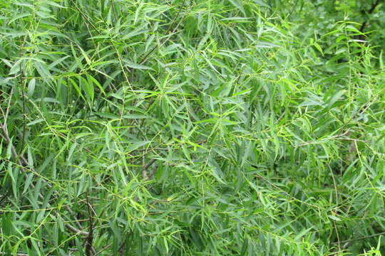 Image of coastal plain willow