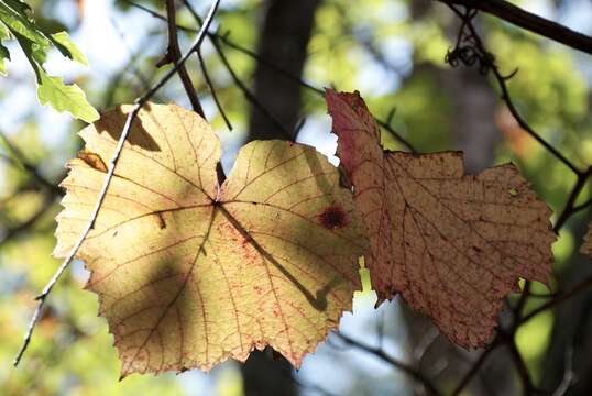 Image of crimson glory vine