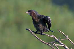 Image of Pygmy Cormorant