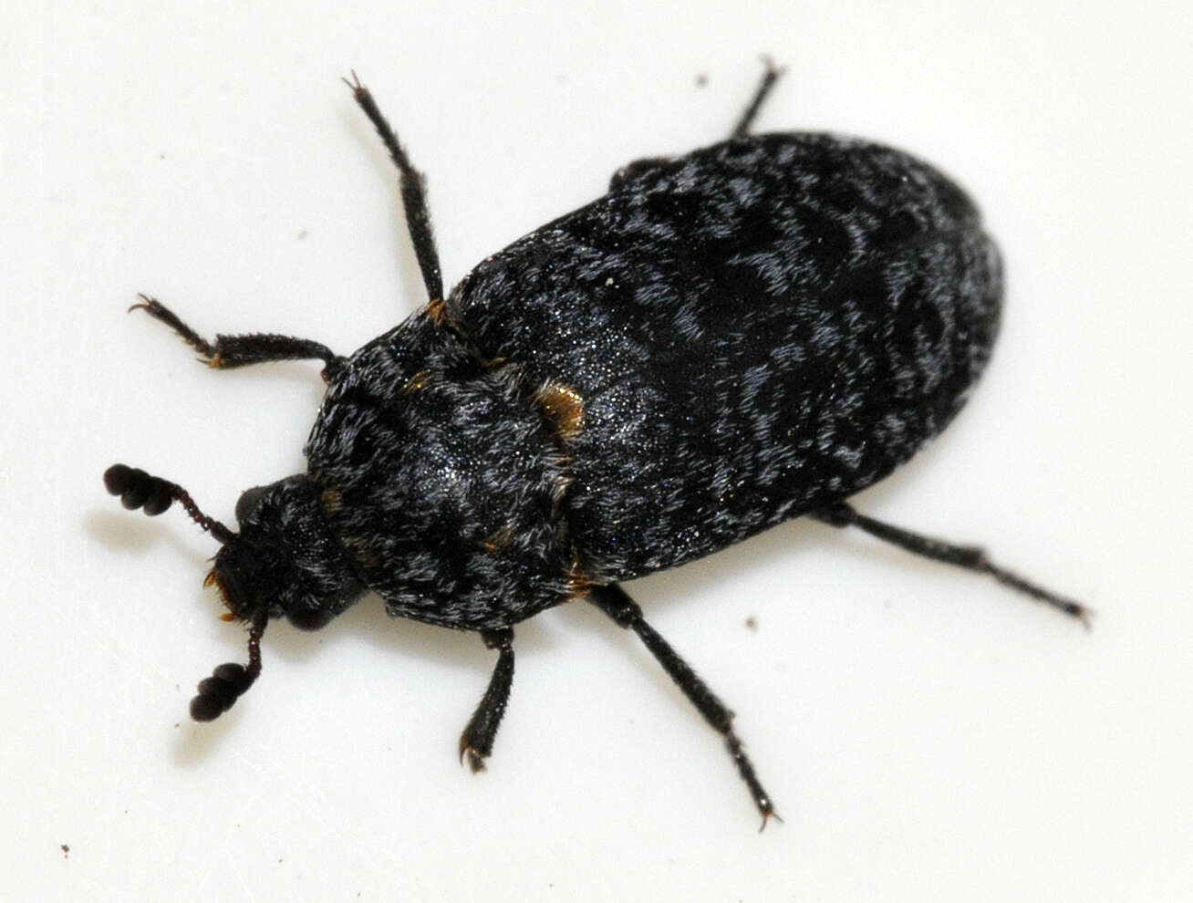 Image of Dermestes murinus