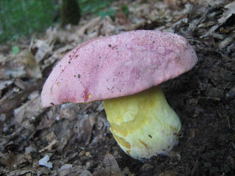 Image of Royal Bolete