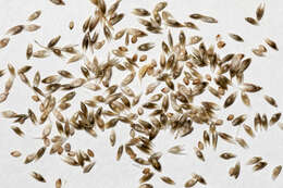 Image of mesa dropseed