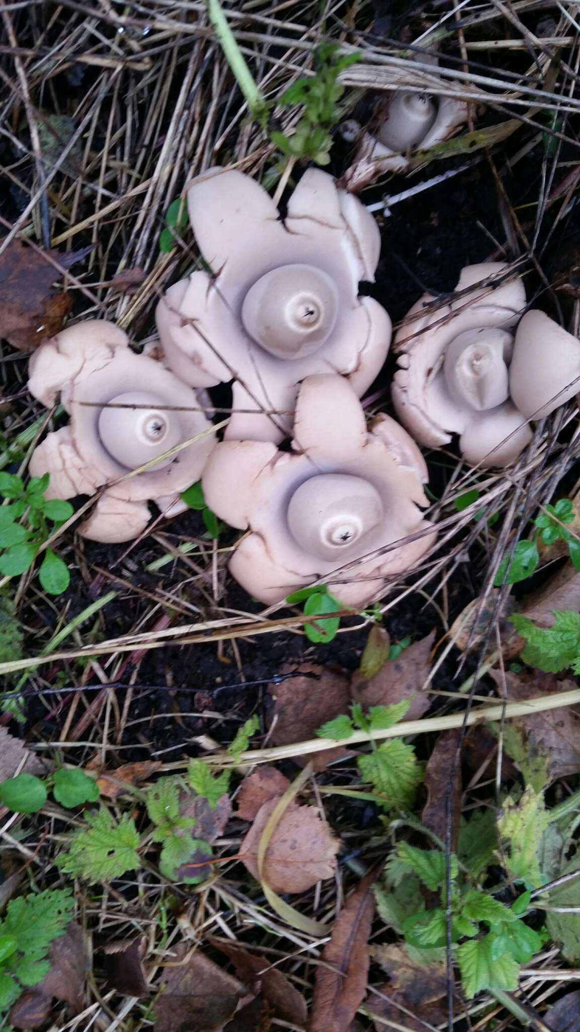 Plancia ëd Geastrum triplex Jungh. 1840