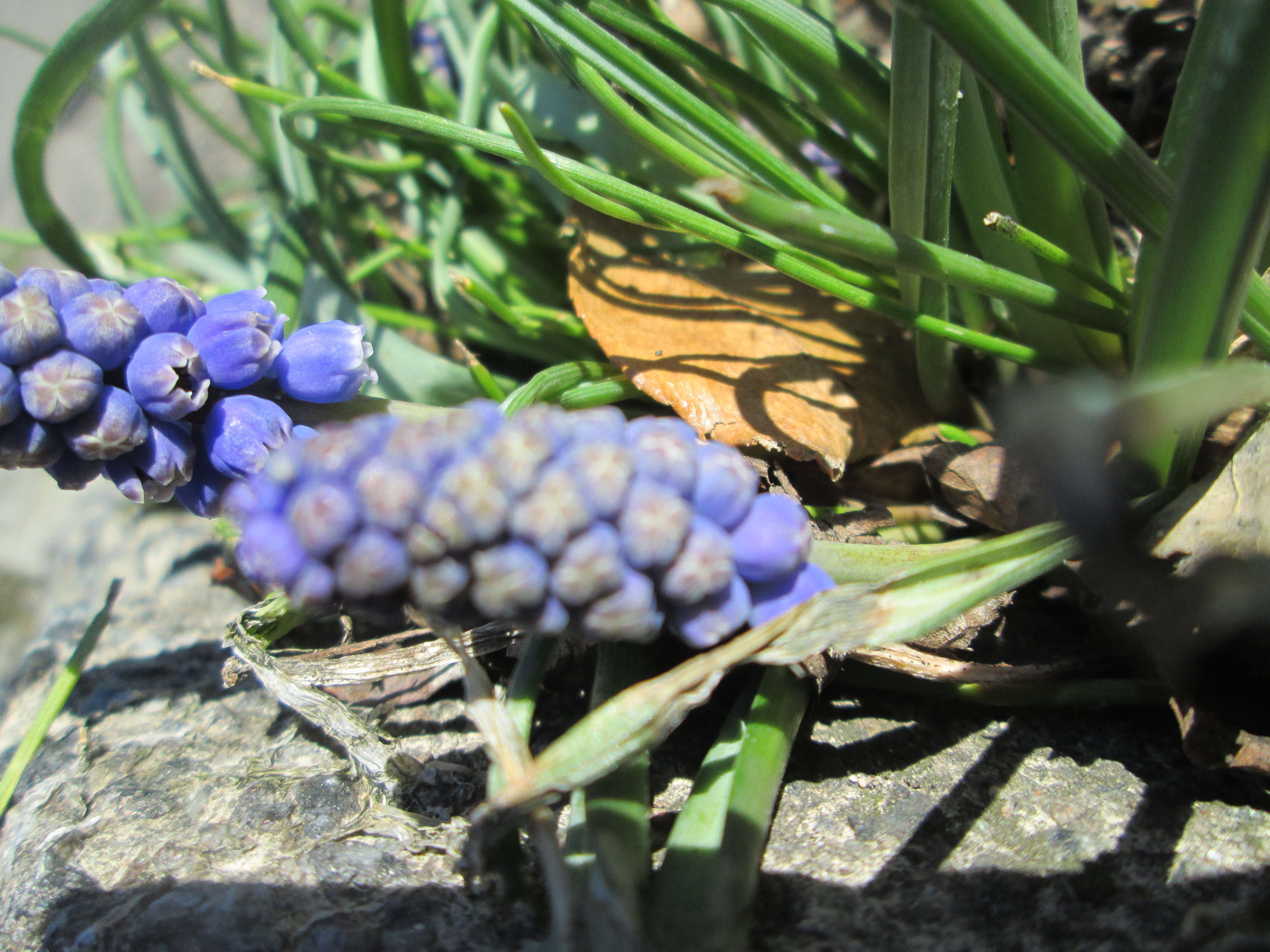 Imagem de Muscari armeniacum H. J. Veitch