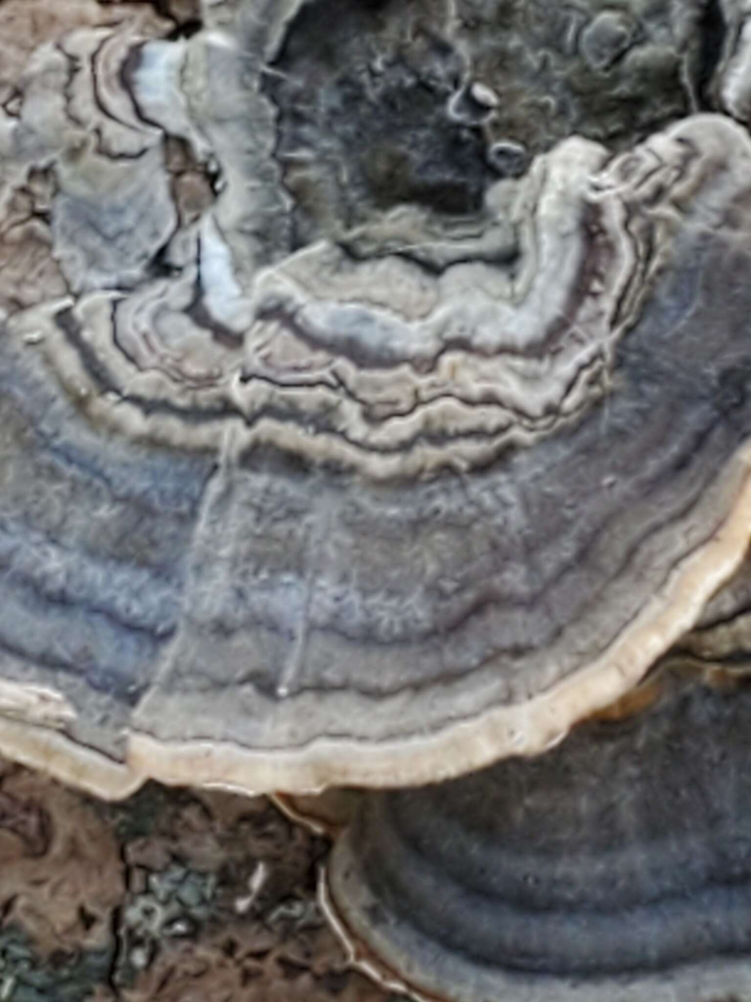 Image of Turkey Tail