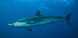 Image of Caribbean Reef Shark