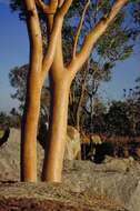 Image of Eucalyptus tintinnans (Blakely & Jacobs) L. A. S. Johnson & K. D. Hill