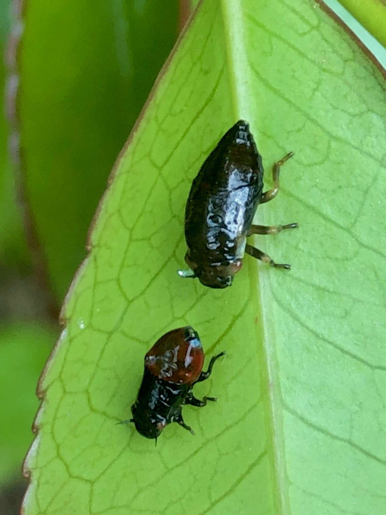 Image of spittlebugs