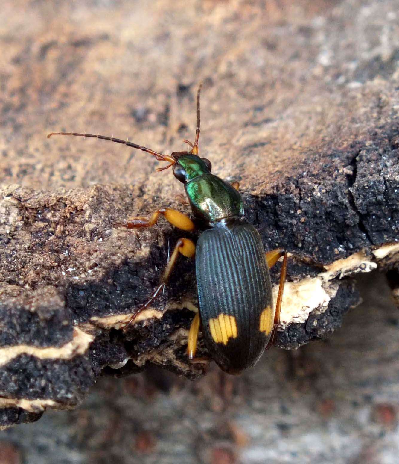 Image of Vivid Metallic Ground Beetles