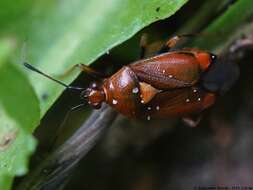 Image of red capsid bug