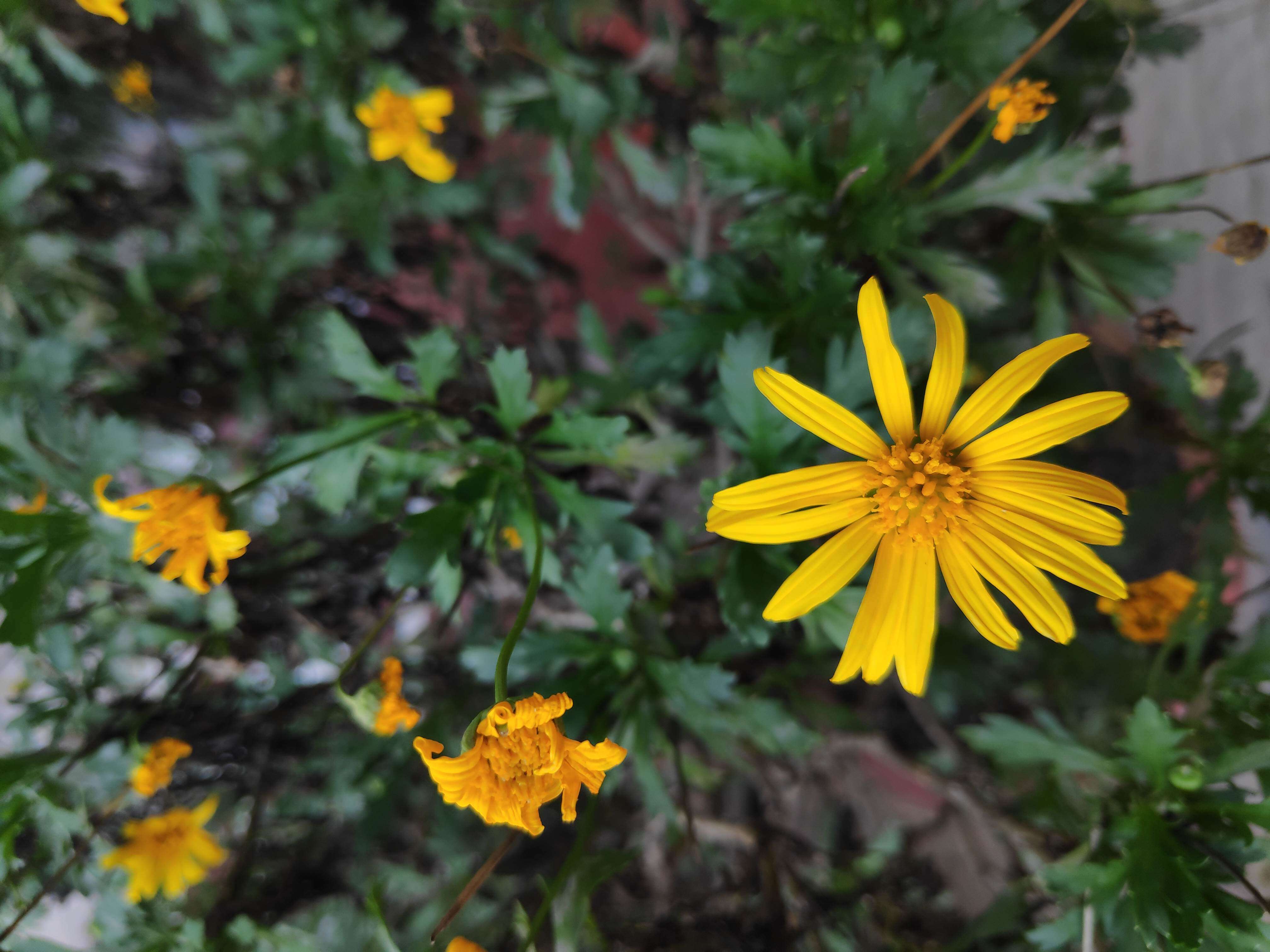 Imagem de Euryops chrysanthemoides (DC.) B. Nordenst.