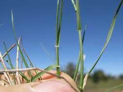 Plancia ëd Rytidosperma racemosum (R. Br.) Connor & Edgar