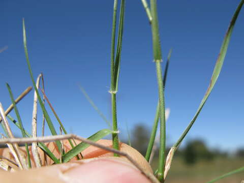 Plancia ëd Rytidosperma racemosum (R. Br.) Connor & Edgar