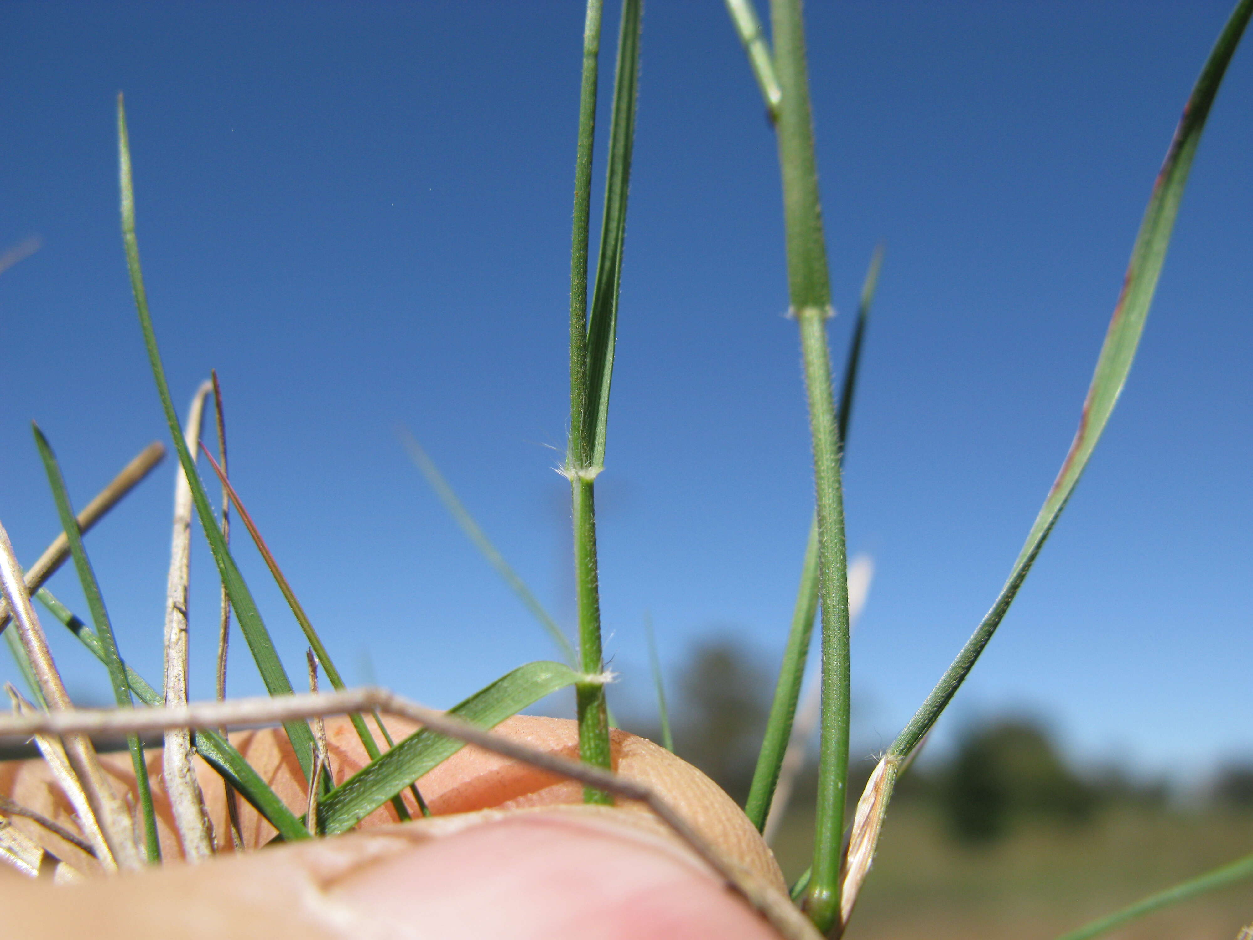 Plancia ëd Rytidosperma racemosum (R. Br.) Connor & Edgar