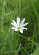 صورة Stellaria palustris Ehrh. ex Retz.