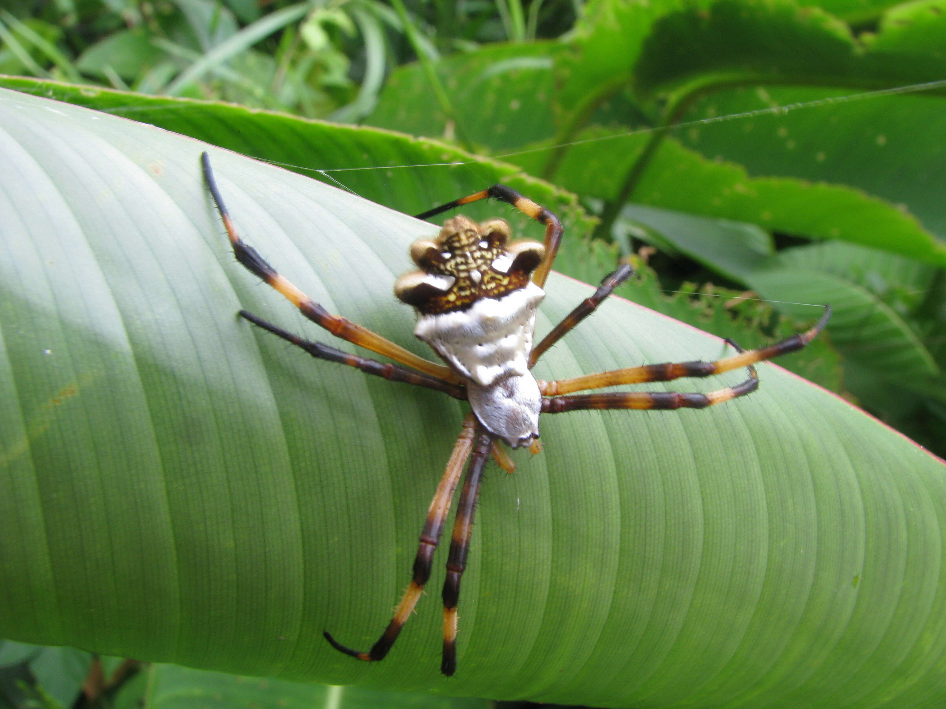 Image of Silver Argiope