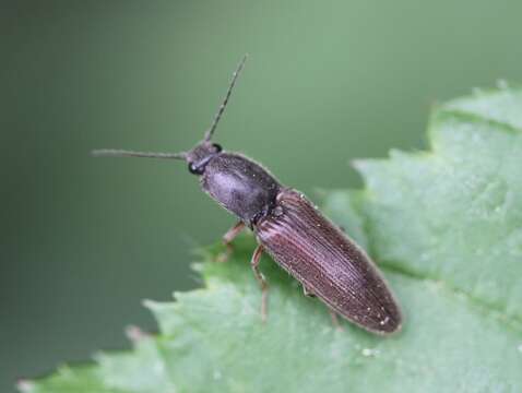 Imagem de Athous haemorrhoidalis