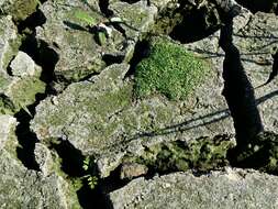 Image of eight-stamened waterwort