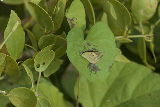 Colotis amata (Fabricius 1775)的圖片