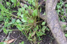 Image of Indian lettuce
