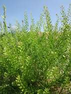 Image of Virginia pepperweed