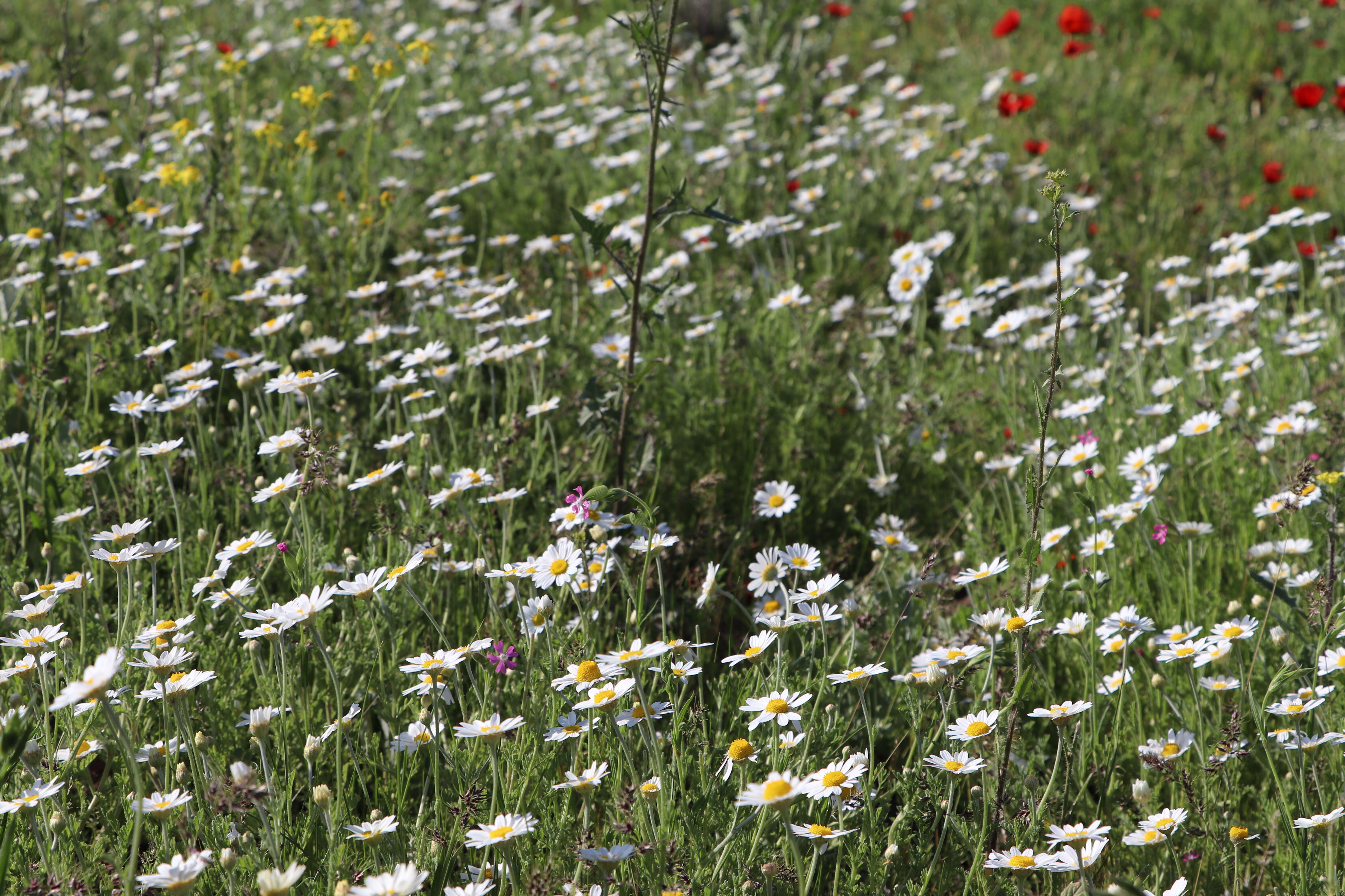 Image of corn chamomile