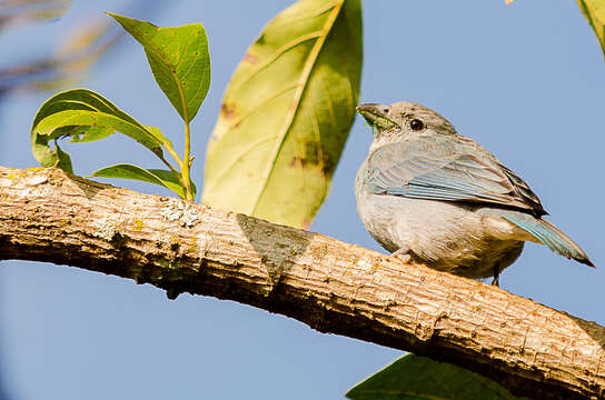 Thraupis sayaca (Linnaeus 1766) resmi