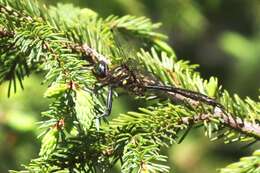 Image of Brush-tipped Emerald