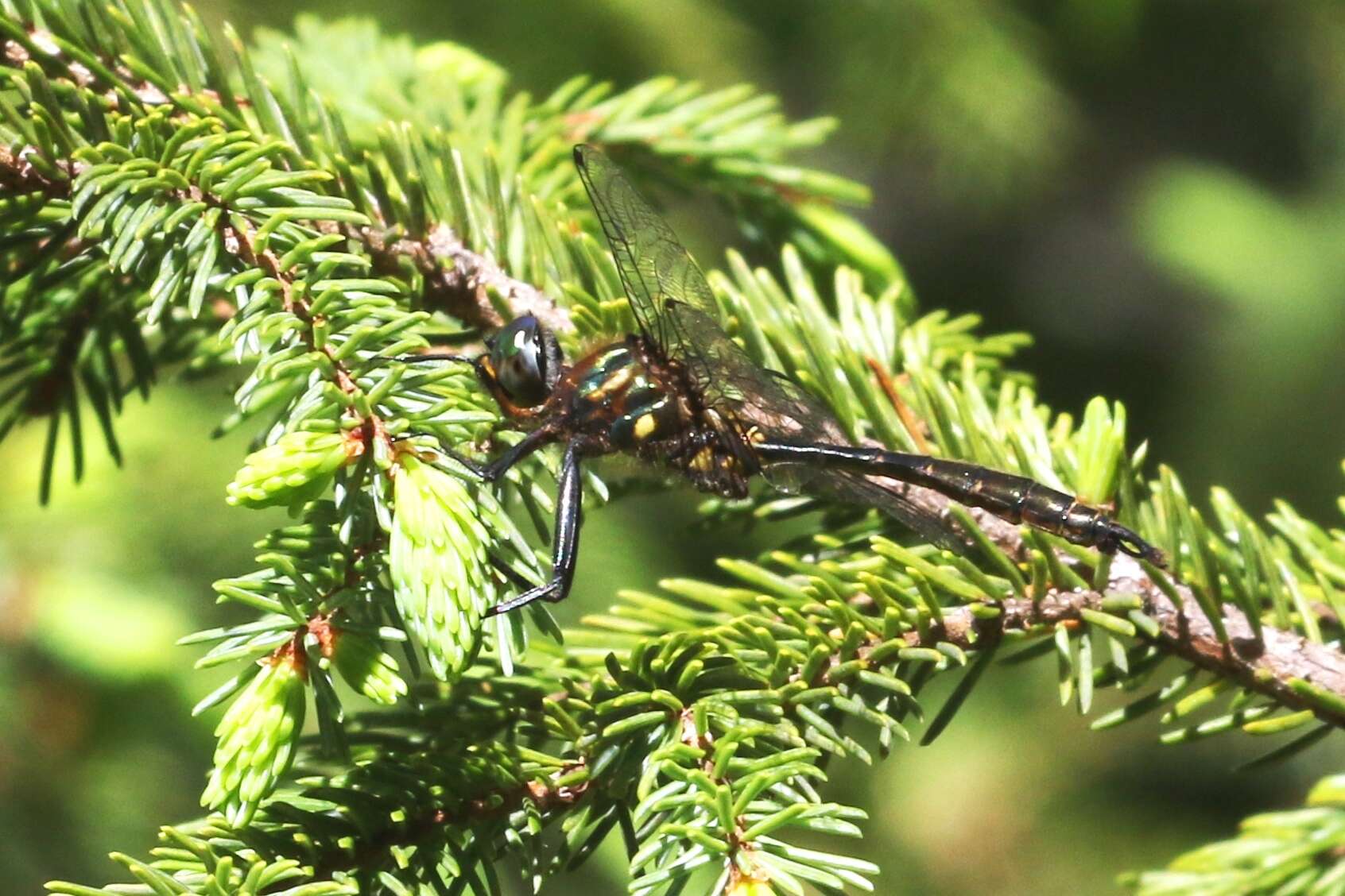 Image of Brush-tipped Emerald